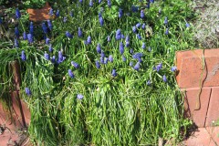 Karl Wittmann Garten im April Traubenhyazinthen