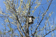 Karl Wittmann Garten im April Pflaumen