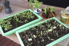Karl Wittmann Garten im April Tomaten u. Gurken