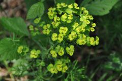 DSC_1832