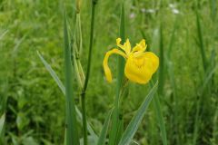 2016-06-04_Wiesmuehl_kks_DSCF0483