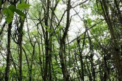 2016-06-04_Wiesmuehl_kks_DSCF0494